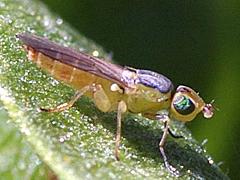 Frit Fly